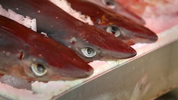 Gefangene Dornhaie werden auf einem Fischmarkt zum Verkauf angeboten (Archivbild). (Bild: maxdigi - stock.adobe.com)