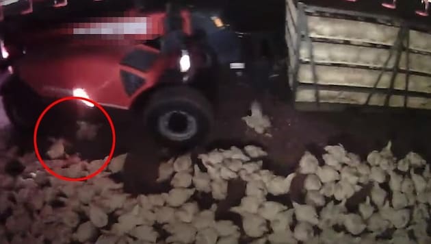 Mit dem Traktor wurden die Tiere einfach zermalmt (Bild: VGT)