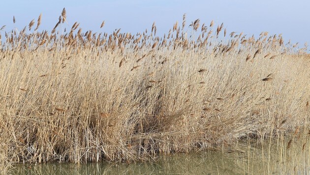 Schilfgürtel am Neusiedler See: Untersucht wird nun, wie sich ein gezieltes Abbrennen aufs Klima auswirken würde. (Bild: Huber Patrick)