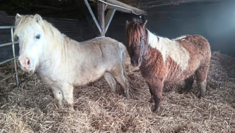 Diese beiden Ponys wurden abgenommen. (Bild: Purzel und Vicky)