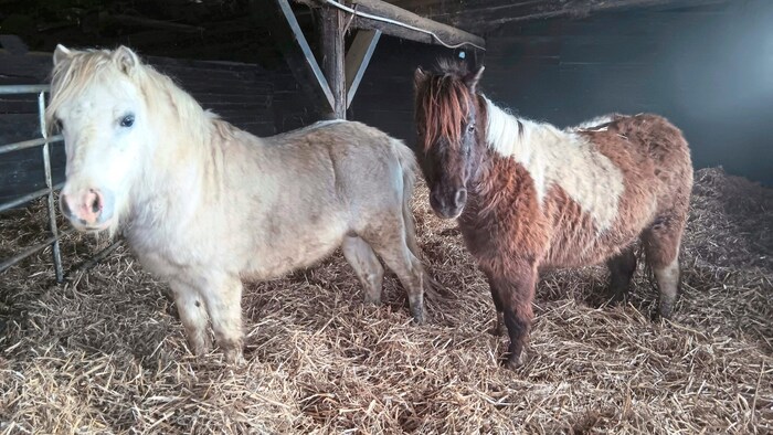 Diese beiden Ponys wurden abgenommen.