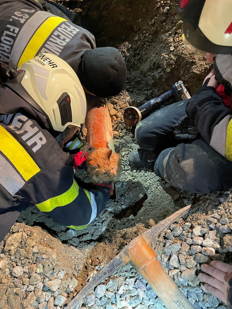 Nach eineinhalb Stunden konnte die Katze befreut werden. (Bild: Feuerwehr Groß Sankt Florian)