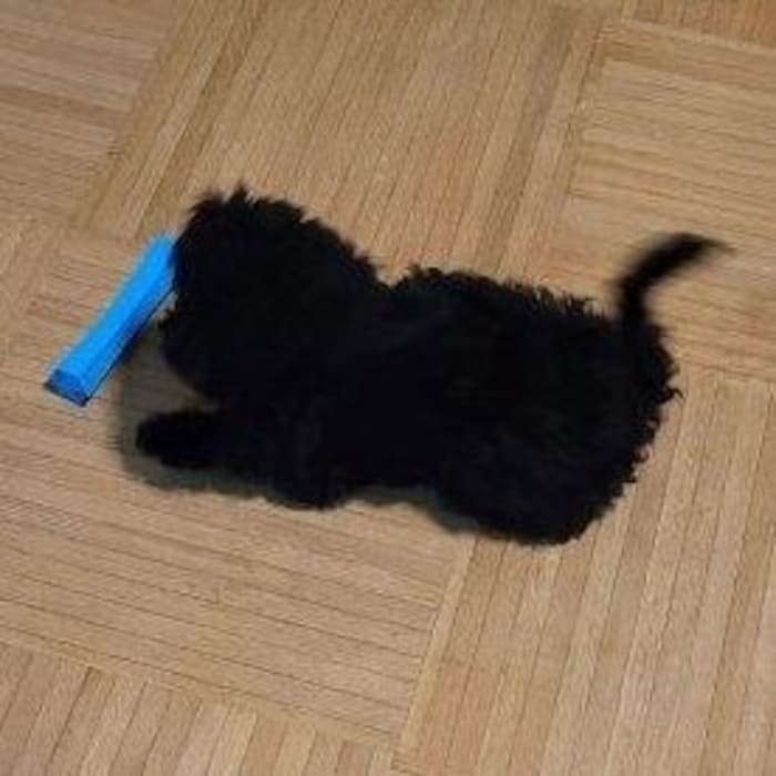 Der kleine Hund wurde zum Grenztierarzt gebracht.