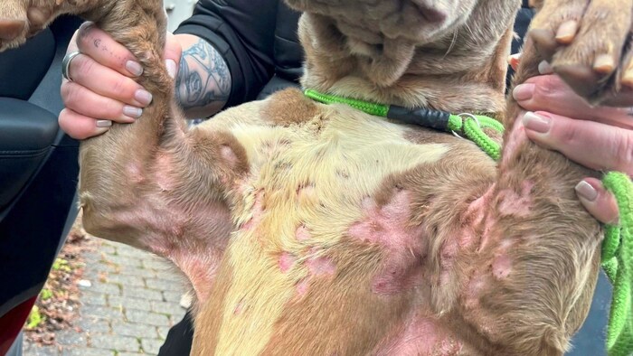 Tierschützer retteten die Hunde, die teilweise in einem bedenklichen Gesundheitszustand waren. 