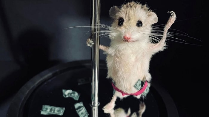 „Hammy“ soll für alle Ewigkeit an der Stange tanzen.