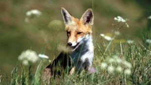 Der Goldschakal – Canis aureus – ist eng mit dem Wolf verwandt, wiegt zehn bis 15 Kilo, hat ...