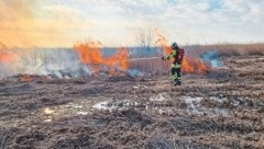 Rund 400 Einsatzkräfte nahmen am Samstag an der Brandschutzübung im Schilfgürtel bei Jois teil. (Bild: FF Zurndorf)