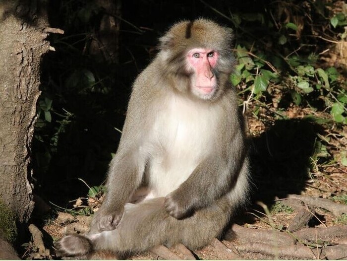 Another option is the monkey mountain in Landskron.
