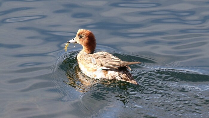 Eine männliche Pfeifente tummelte sich am Millstätter See.