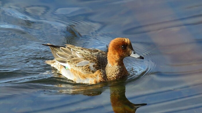 Die Pfeifente brütet normalerweise im Norden Eurasiens.