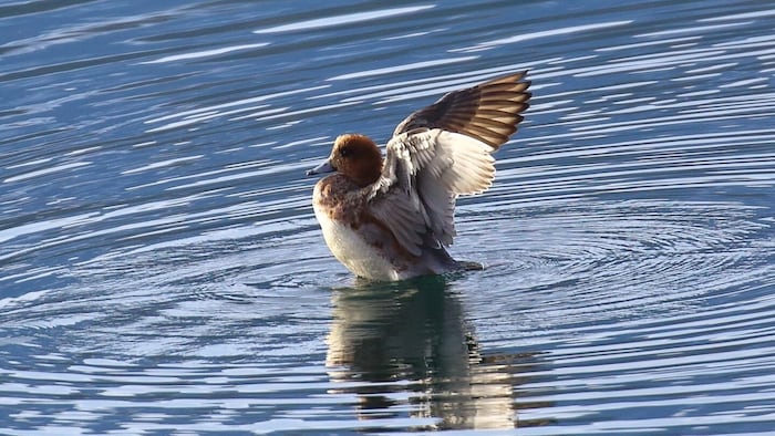 Der Erpel fühlte sich am Millstätter See wohl.