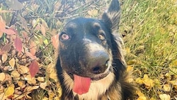 Der Schäferhund/Border-Collie-Mix freut sich über seine neue Familie. (Bild: Instagram.com/bestboybrodie)