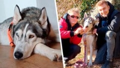 Gefunden! Auch die zahlreichen Helfer sind erleichtert. Retter Berni (rechts) konnte den Husky mit ein wenig Futter anlocken, Barbara von Bambii-Rettung.at stellte bei der Suche Wärmebildkamera und Drohne zur Verfügung. (Bild: zVg Krone KREATIV)