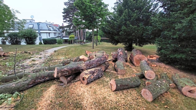 Immer wieder gibt es Fälle von „Baummassakern“ in der Stadt. Das neue und auch strengere Baumschutzgesetz soll diese zukünftig besser verhindern. (Bild: zVg)