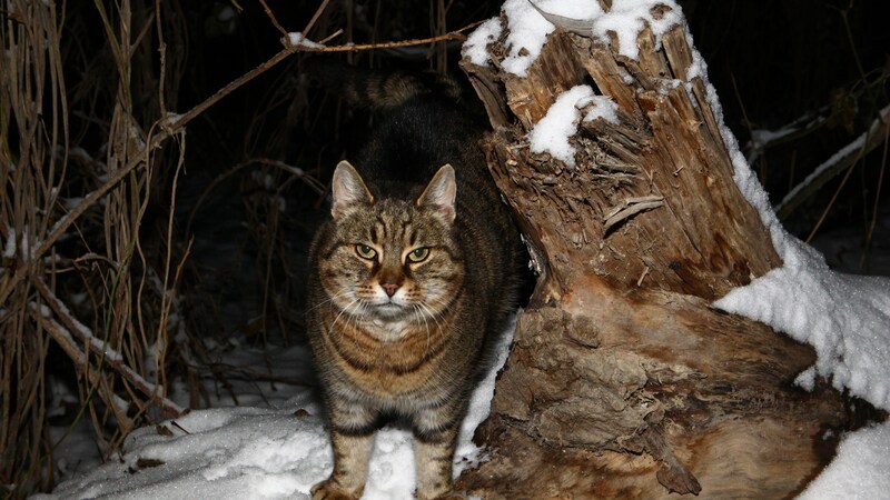 „Minki“ wird auch im Winter gut versorgt. (Bild: Georg Swoboda)