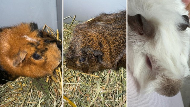 Nagetierchen suchen neue Bleibe. (Bild: TSV Kitzbühel)