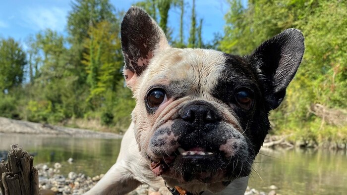 Frenchie Bijou
