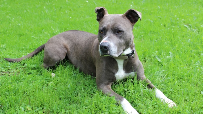 American Staffordshire Terrier Mira