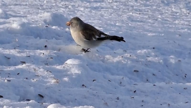 Mit Glück können Schneesperlinge beobachtet werden (Bild: Bergauer)