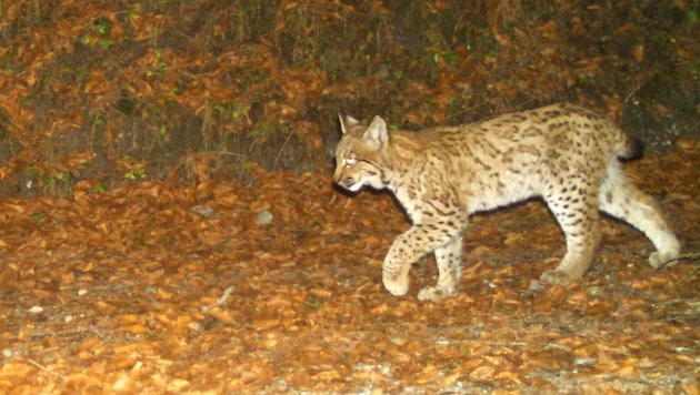 Ein Luchs - gesichtet in Vorarlberg (Bild: APA/Büro für Wildökologie und Forstwirtschaft/Daniel Leissing)