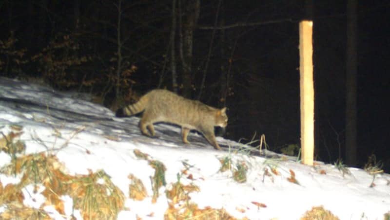 Wildkatzen sidn extrem scheu. Ihr Aussehen erinnert an das vieler Hauskatzen. (Bild: Daniel Leisisng)