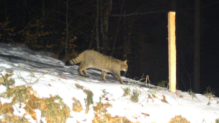 Wildkatzen sidn extrem scheu. Ihr Aussehen erinnert an das vieler Hauskatzen.