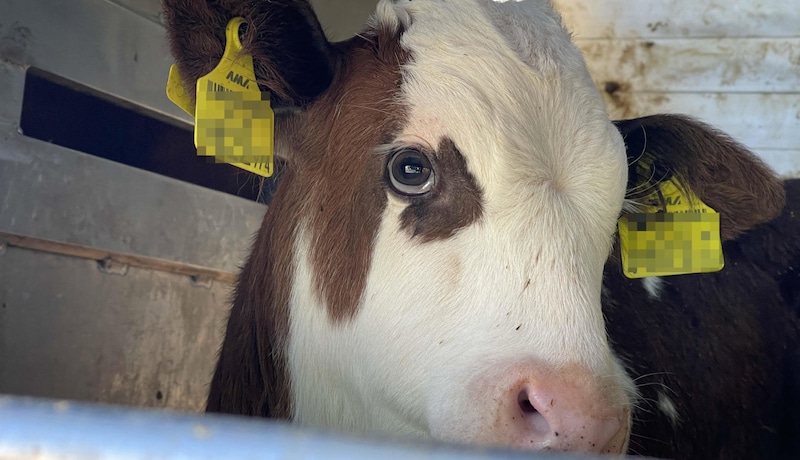 Ein neues Fördermodell soll auch qualvollen Tiertransporten einen Riegel vorschieben.  (Bild: Tschepp Markus, Krone KREATIV)