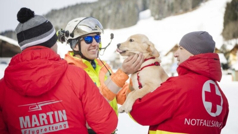 Die drei Monate alte Miley aus Salzburg steht noch am Anfang ihrer Ausbildung zum Lawinensuchhund. (Bild: Scharinger Daniel)