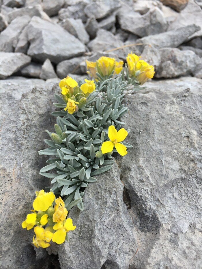 Die Velebit-Degenie (Degenia velebitica)