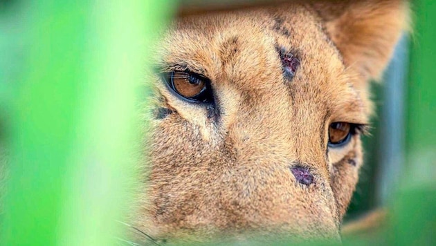 Ein Löwe im Sudan mit schweren Verletzungen  (Bild: Vier Pfoten)