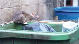 Ratten fühlen sich in Wien zunehmend heimisch. Schädlingsbekämpfer haben mehr zu tun. (Bild: TEEREXZ - stock.adobe.com)