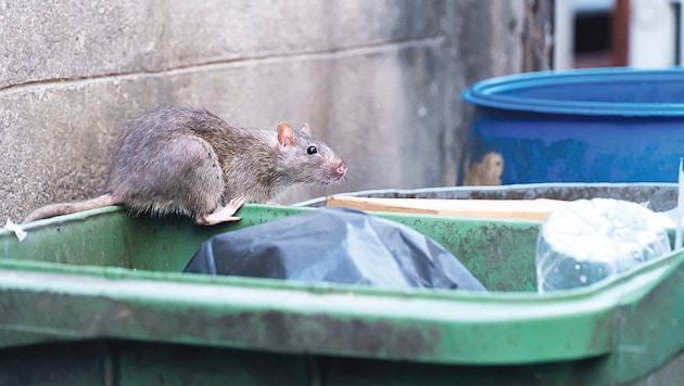 Ratten fühlen sich in Wien zunehmend heimisch. Schädlingsbekämpfer haben mehr zu tun.