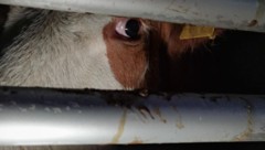 Tiertransporte: Immer wieder werden die vorgeschriebenen Pausen missachtet, auch Durst und Hunger machen den Vierbeinern leider viel zu oft zu schaffen. (Bild: themarker.org)