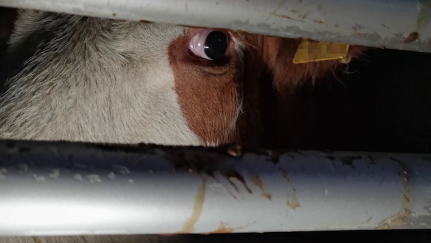 Tiertransporte: Immer wieder werden die vorgeschriebenen Pausen missachtet, auch Durst und Hunger machen den Vierbeinern leider viel zu oft zu schaffen. (Bild: themarker.org)