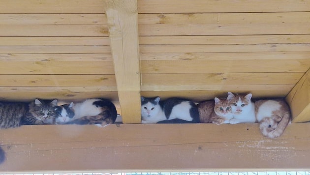 Im Katzenhaus des Tierheims Freistadt warten die geretteten Stubentiger auf „Traum-Plätze“ (Bild: Tierheim Freistadt)