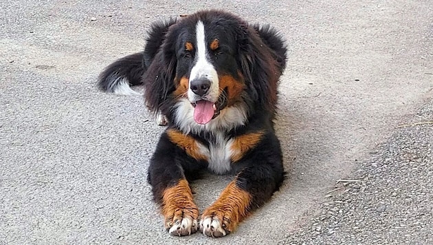 A Bernese mountain dog (symbolic image) was doomed by its excursion into the forest. (Bild: zVg)