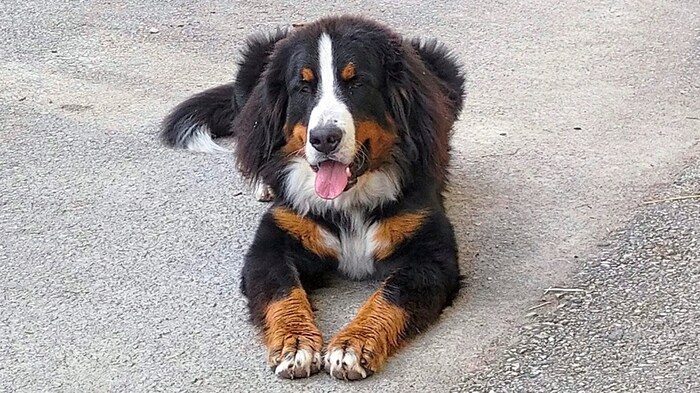 Ein Berner Sennenhund (Symbolbild)