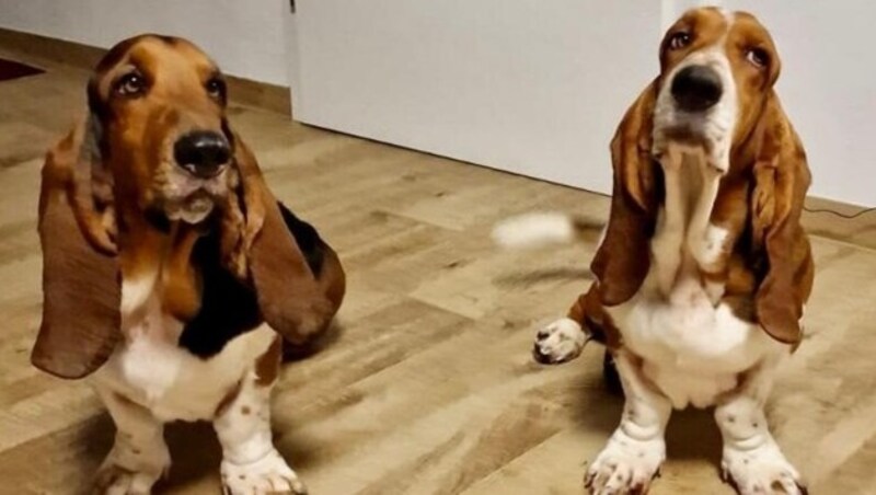Die Bassets „Bert“ und „Fred“ haben einige Kilo verloren.  (Bild: zVg)