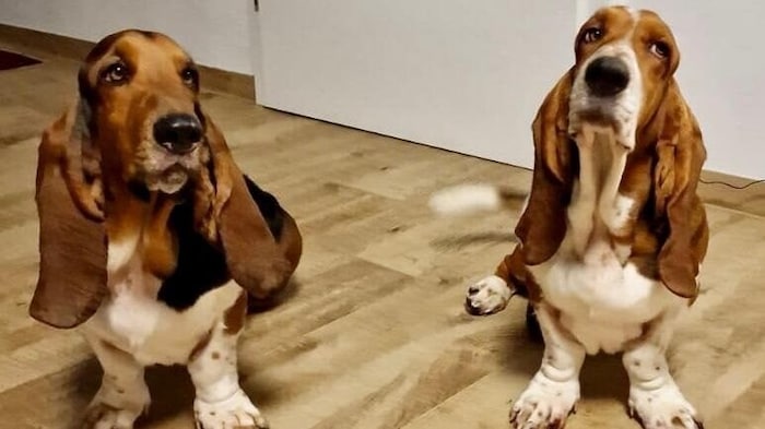 Die Bassets „Bert“ und „Fred“ haben einige Kilo verloren. 
