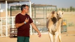 Normalerweise springt Gerfried Puck bei Turnieren mit Pferden über Hindernisse - bei der Vorbereitung in Dubai machte er in der Wüste Bekanntschaft mit Kamelen. (Bild: ZVG)