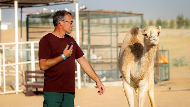 Normalerweise springt Gerfried Puck bei Turnieren mit Pferden über Hindernisse - bei der Vorbereitung in Dubai machte er in der Wüste Bekanntschaft mit Kamelen. (Bild: ZVG)