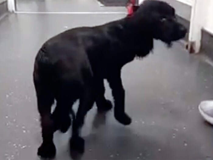 Der Spaniel war auf dem Parkplatz eines Supermarktes ausgesetzt worden.
