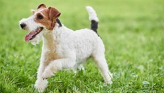 In Nordrhein-Westfalen wurde ein Fall von Hasenpest gemeldet, an der auch Hunde und Menschen erkranken können (Symbolbild). (Bild: serhiibobyk - stock.adobe.com)