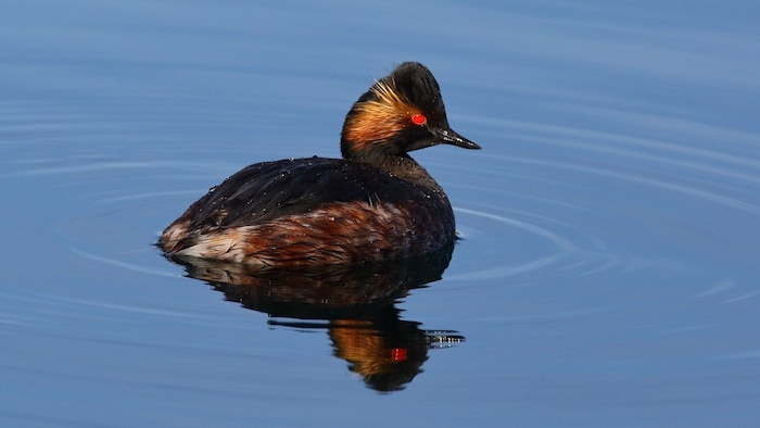 Schwarzhalstaucher im Prachtkleid.