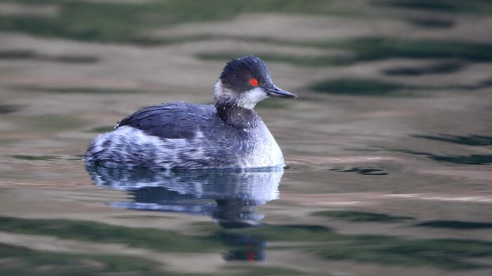 Schwarzhalstaucher im Schlichtkleid.