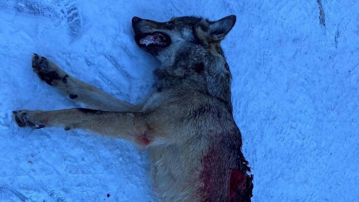 Der tote Wolf von Nenzing