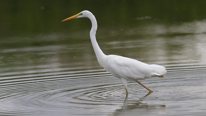 Der Silberreiher wird oft mit dem Storch verwechselt.