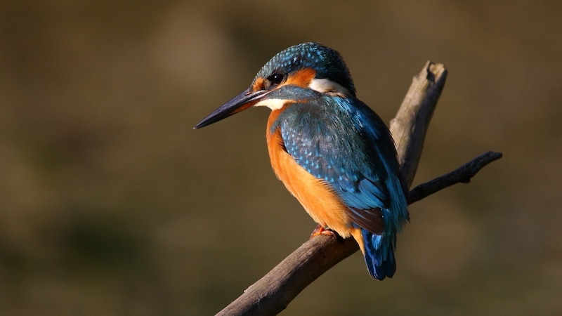 Experts are observing more and more bird species in the Lendspitz area - such as kingfishers. (Bild: Bernhard Huber)