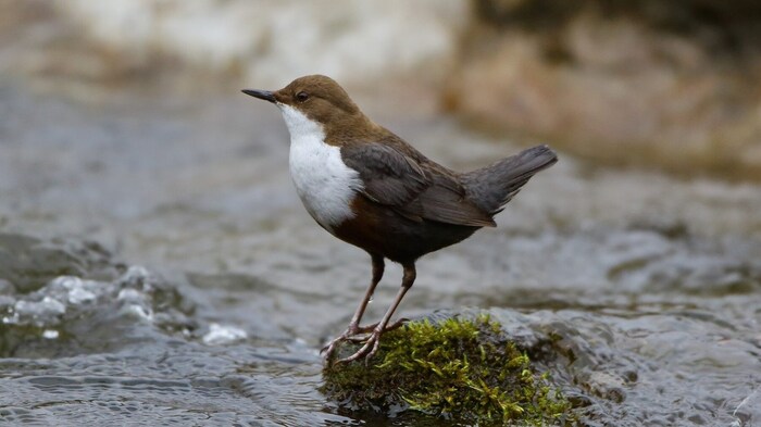 Auch elf Wasseramseln tummelten sich am Millstätter See.