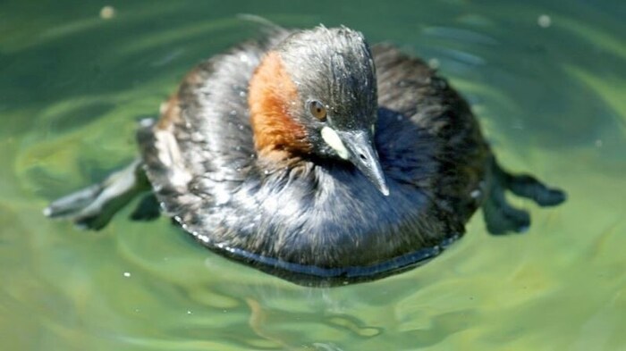 Der Zwergtaucher wurde im Stausee gesehen.